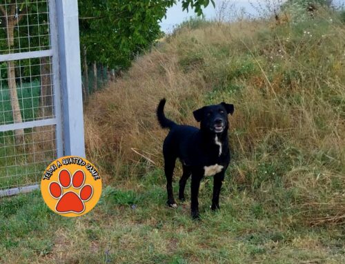Cane vagante a Quattro Strade (Rieti)