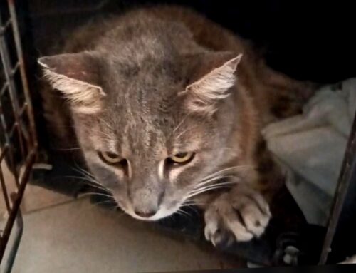Il gatto Rocco, smarritosi da Campoloniano, è stato ritrovato. Ha una zampa rotta