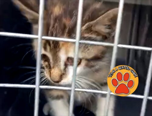 Gattina salvata da Maria e dai Pompieri: era incastrata nel motore di un’auto