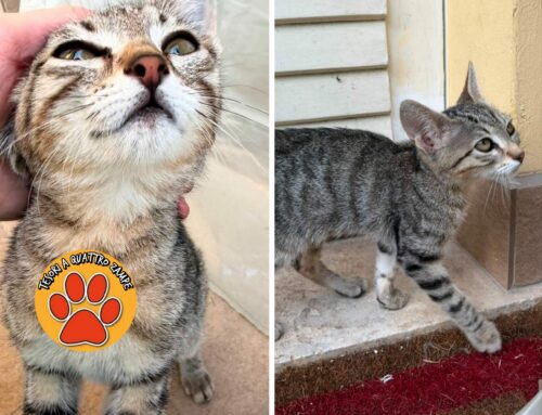 Gattina comparsa in un giardino di Contigliano: serve uno stallo di 30 giorni