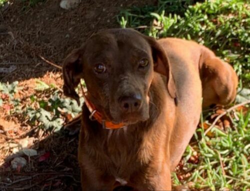 Cane vagante, chi lo ha smarrito? Si cerca la famiglia