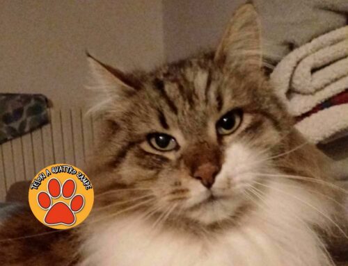Gatto Romeo smarrito tra Castelfranco e Vazia