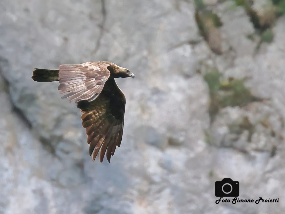aquila_in_volo_navegna