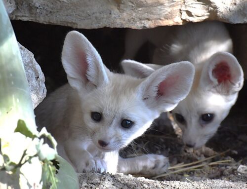 Al BioParco di Roma nati cinque Fennec – LE FOTO
