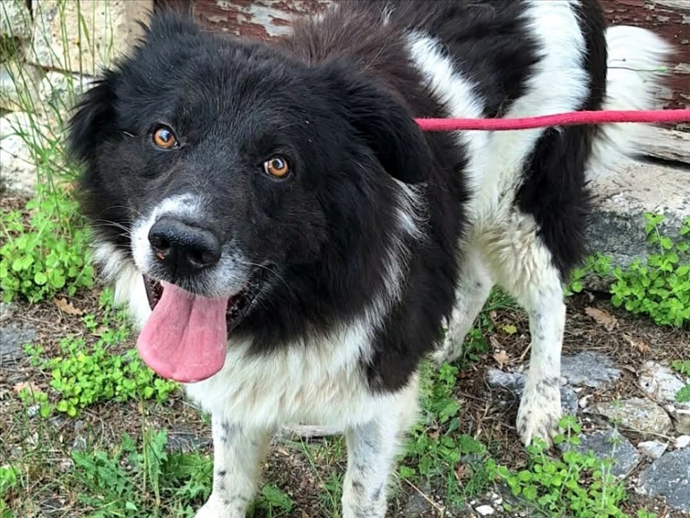 cane-cosmo_teramo