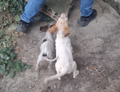 Alessandria, Guardie Zoofile OIPA salvano cinque cani dal più totale degrado. Tra loro due cuccioli di 60 giorni