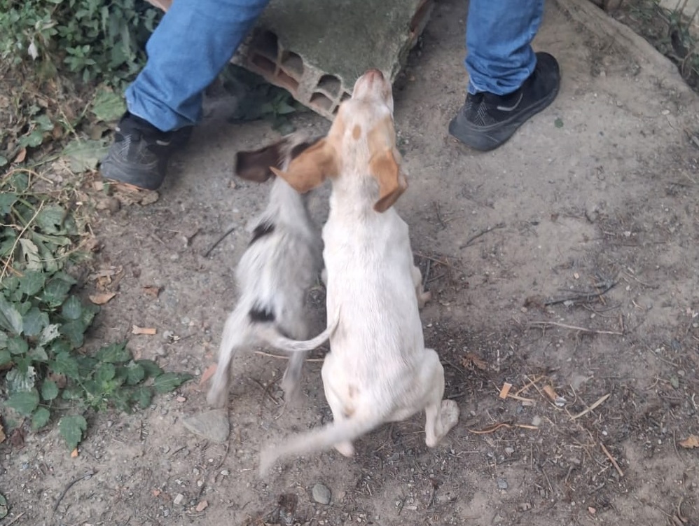 cane_alessandria_degrado-foto-oipa
