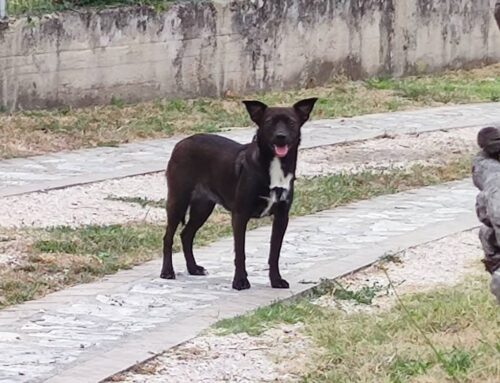 Cagnolina con pettorina vagante a Poggio Moiano, chi l’ha smarrita?