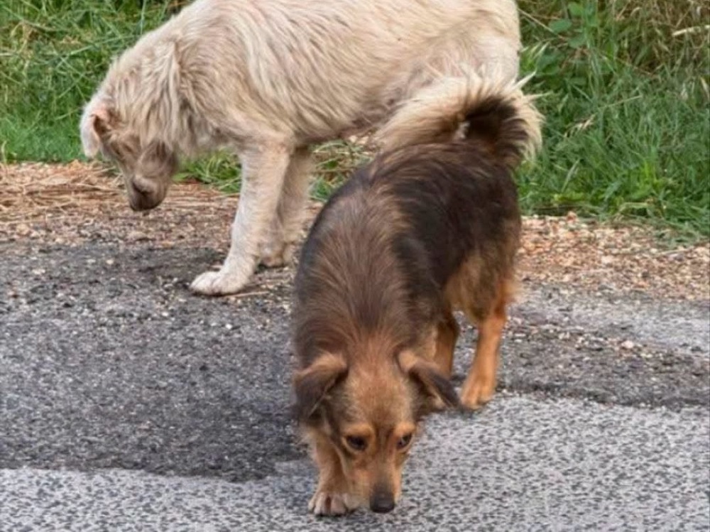 cane_cani_sabina_p&f
