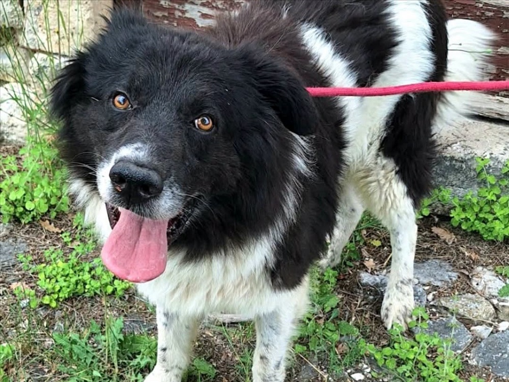 cane_cosmo_teramo