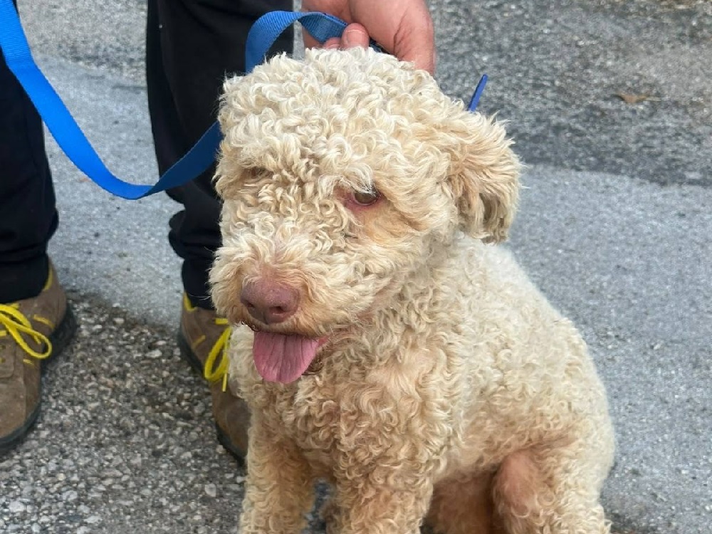 cane_lagotto-femmina_maria_laura_sciarpelletti
