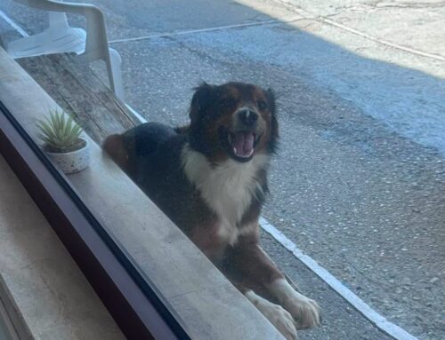 Giovane cane in cerca di amore