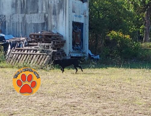 Cane nero vagante sulla Ternana