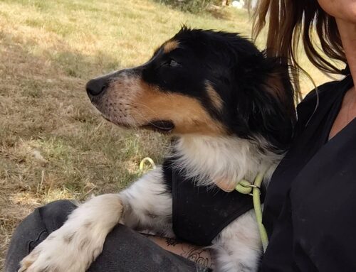 Johnny è uno splendido cane taglia media incrocio Setter – Border Collie di 4 anni