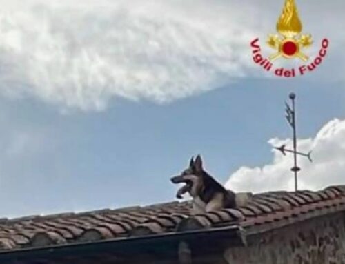Grosseto, Pastore Tedesco rimane bloccato sul tetto della sua abitazione: soccorso dai Vigili del Fuoco