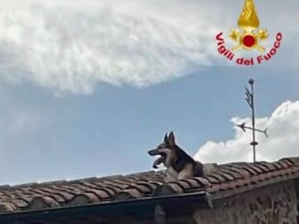 cane_provincia_grosseto_sale_tetto_soccorso_vigili_del_fuoco_21_luglio-2026