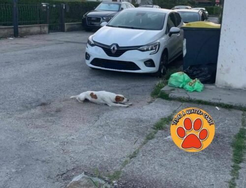Questo tesoro è ancora in strada
