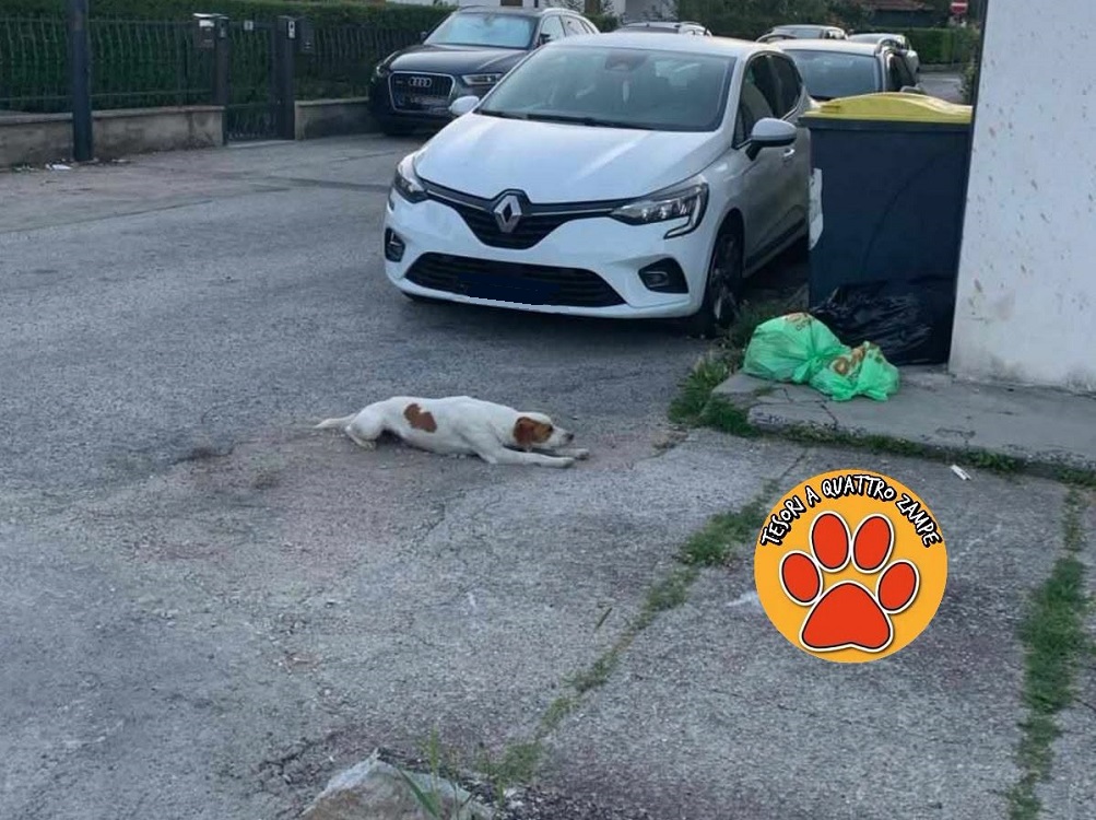 cane_quattro_strade