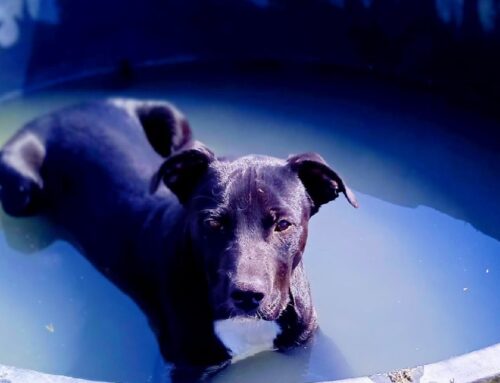Mi chiamo Rocky, ho solo 5 mesi e sto già imparando cosa significhi essere lasciati soli