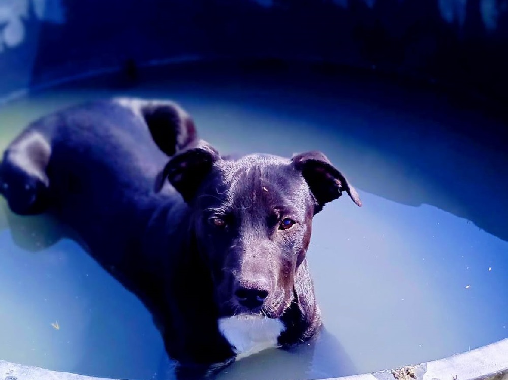 cane_rocky_amici_di_zampe_vasto