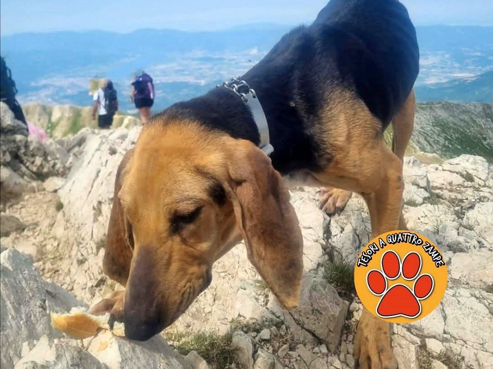 cane_segugio_terminillo