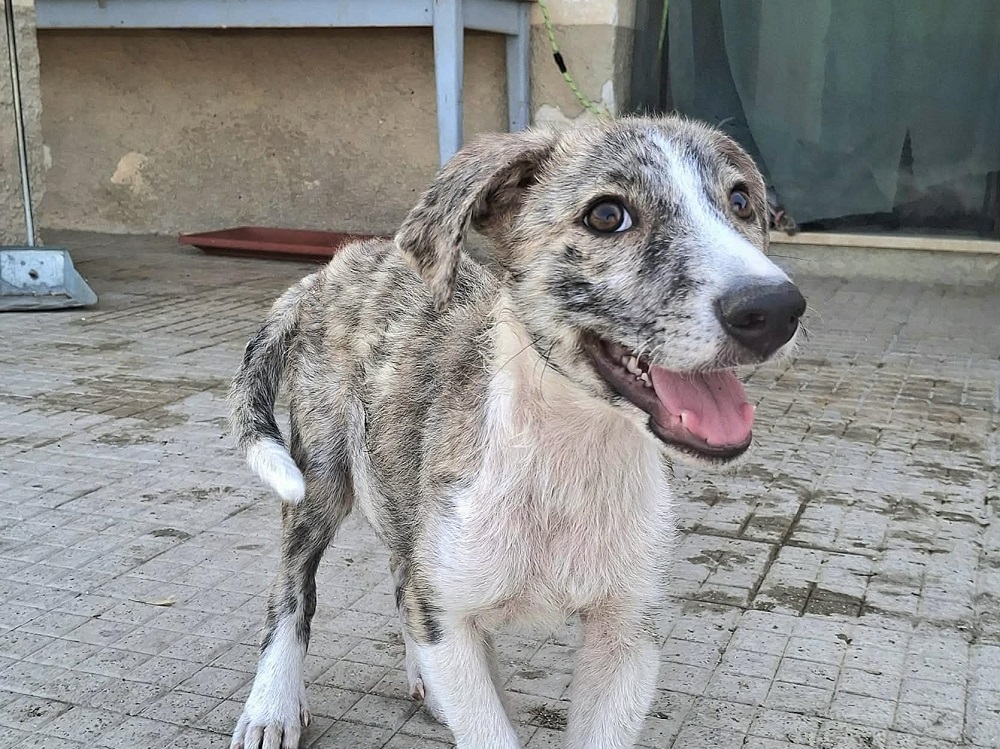 cane_silver_sicilia_rossella_de_leo