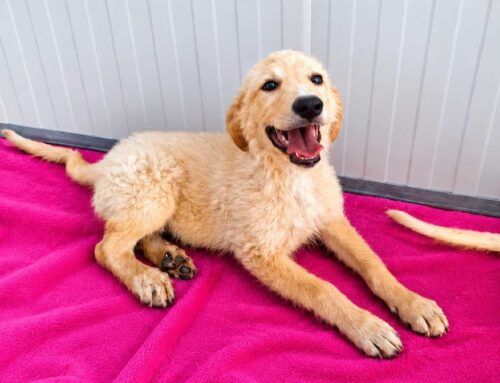 Stella la cucciola cerca casa