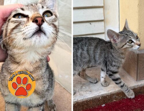 Gattina comparsa in un giardino di Contigliano: serve uno stallo di 30 giorni