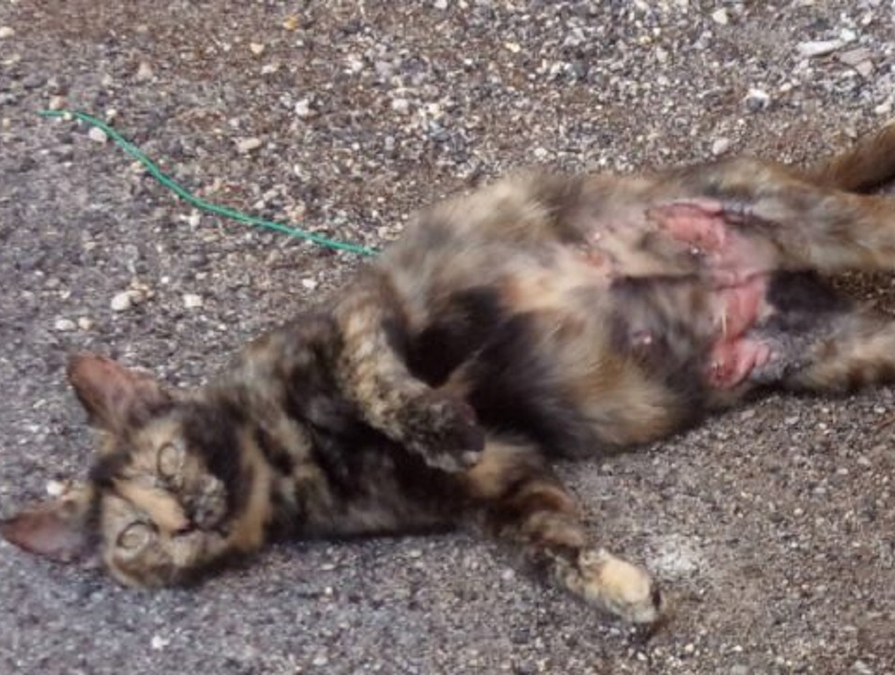 gatta_gattina_castelnuovo_di_farfa_sabina_magazine_maria_grazia_di_mario