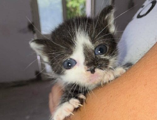 Si cerca casa per tre gattini trovati abbandonati