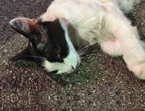 Gatto trovato investitø sulla Terminillese. Perdeva sanguę. Si cercano i familiari