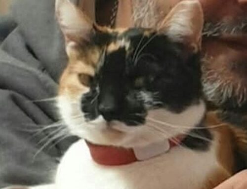 Gatto scomparso da Contigliano. Paolo: “Per mia madre è una presenza fondamentale. Aiutateci a ritrovarlo”