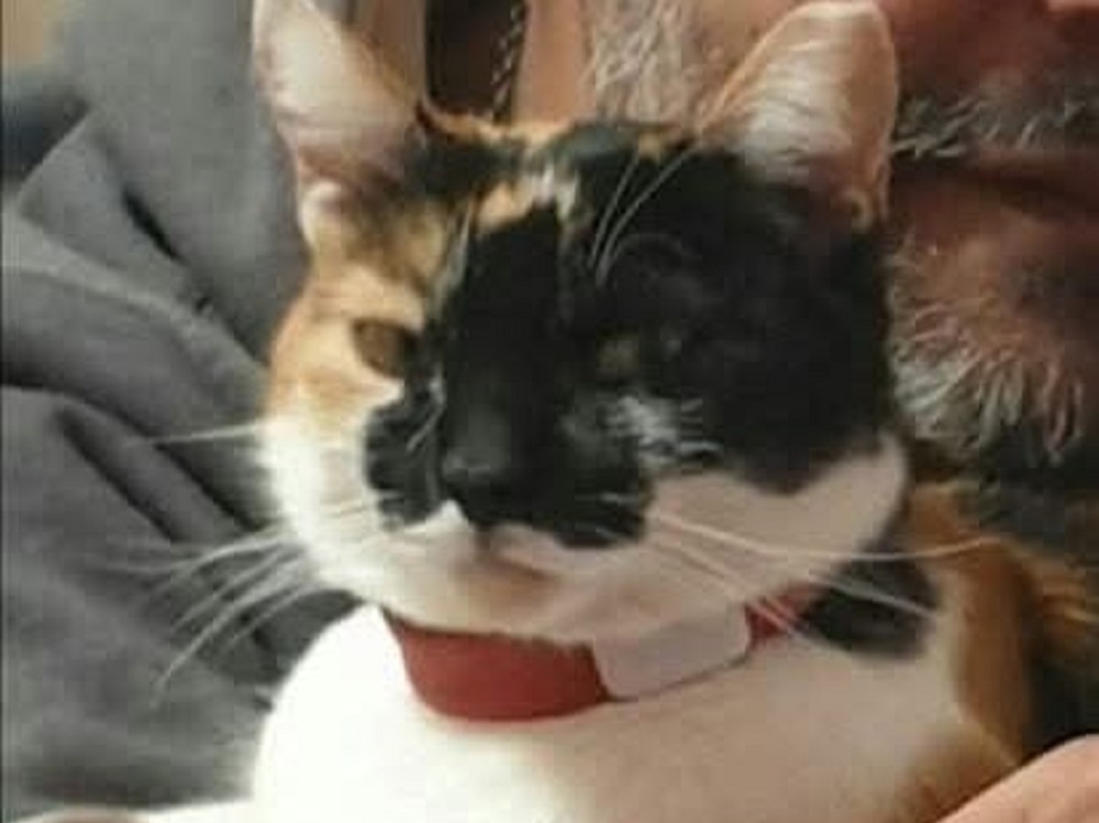 gatto_paolo_palazzo_contigliano_irene_masci