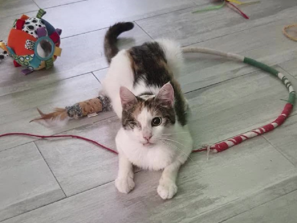 gatto_rebecca-p&f