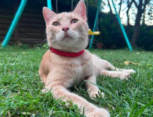 Cercasi nuova famiglia per questo splendido gatto di 2 anni