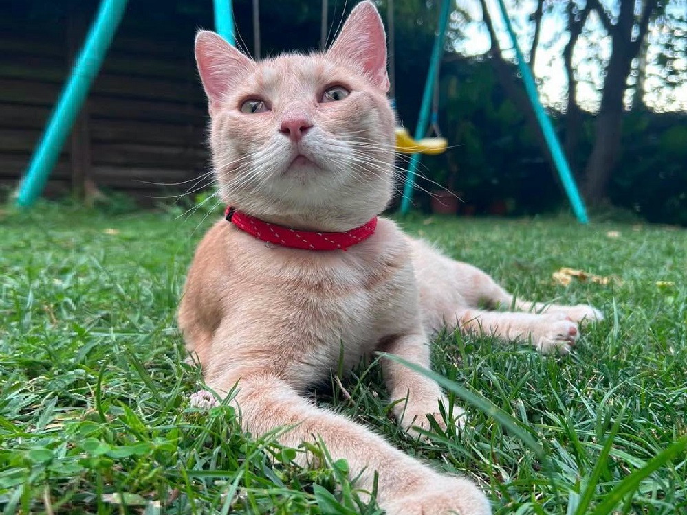 gatto_rosso