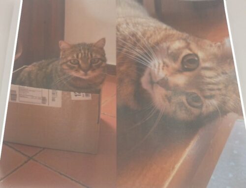 Gatto tigrato smarrito in zona Farmacia del Poggio a Piani Poggio Fidoni