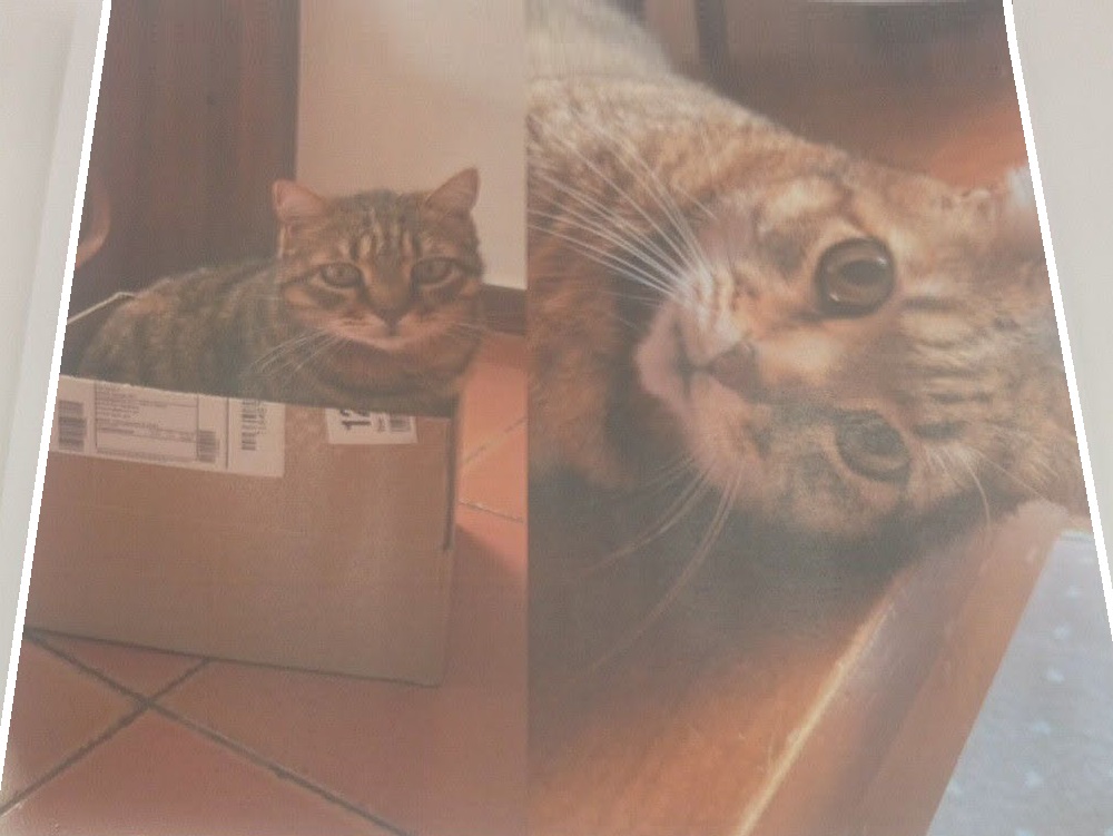 gatto_rosso_farmacia_del_poggio