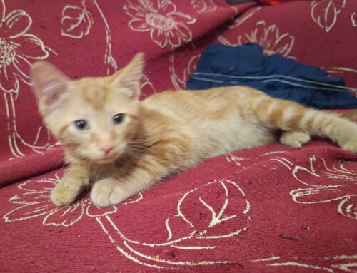 Terni, il gattino Oscar è scomparso: Silvia chiede aiuto per ritrovarlo