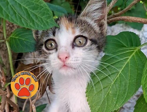 Incantevole gattina cerca adozione. Tricolore Calico
