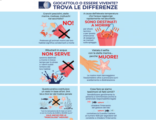 OIPA lancia la campagna di sensibilizzazione “Giocattolo o essere vivente? Trova le differenze” per promuovere il rispetto della fauna marina