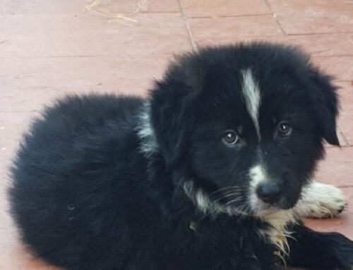 Nina, il reato d’amore più bello della tua vita
