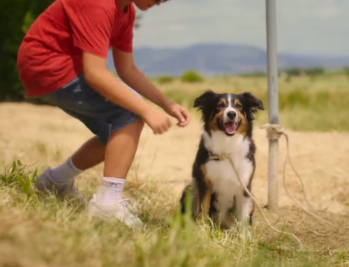 VIDEO – La LNDC lancia con uno spot la campagna anti abbandono animali