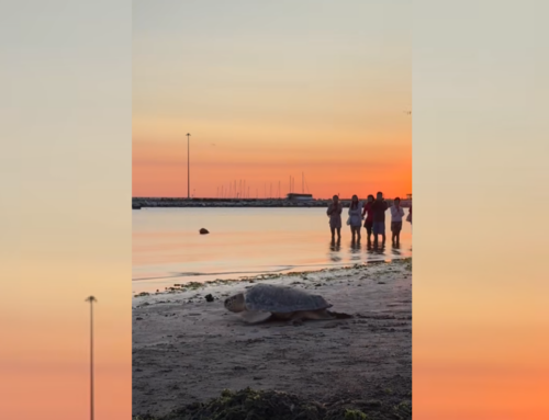 VIDEO – Pesaro, la tartaruga Ulisse è stata restituita al suo mare