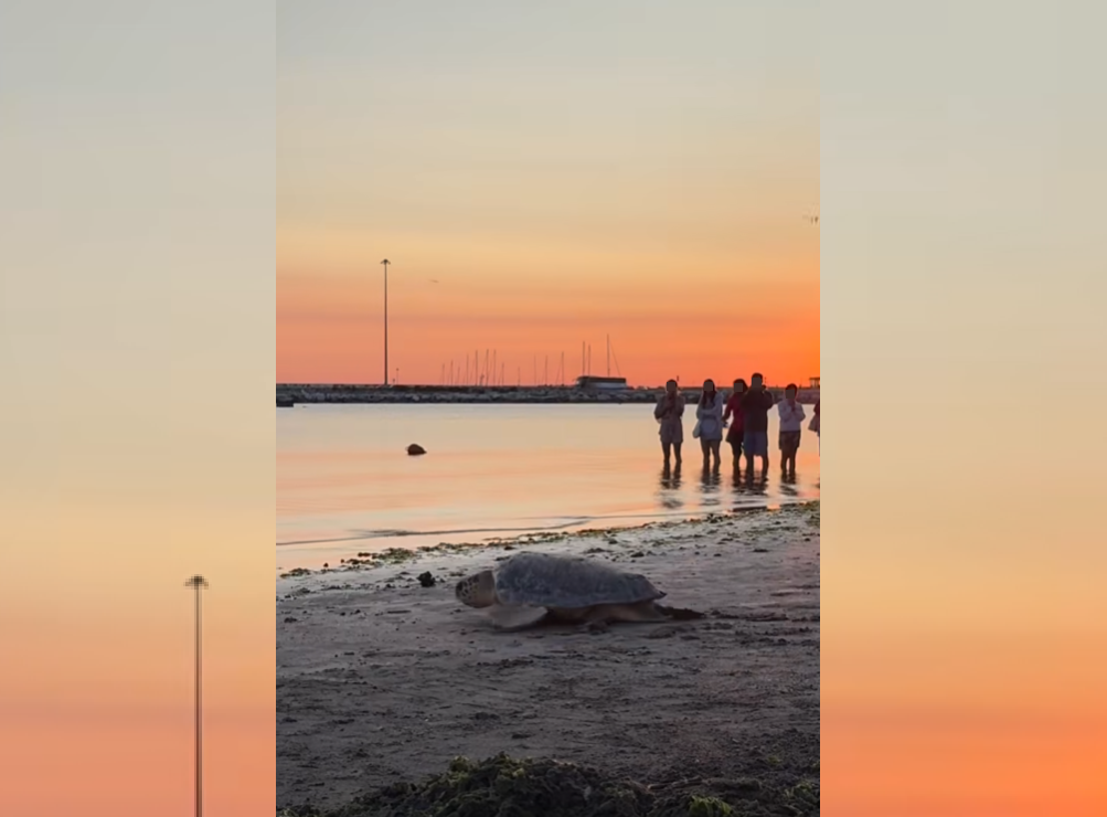 tartaruga_marina_comune_di_pesaro_2