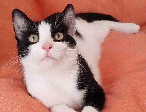 Splendida gattina simil Tuxedo cerca casa. Si trova in provincia di Roma