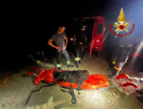 Baloo era in montagna non riusciva più a camminare. Soccorso dai Vigili del Fuoco di Genova