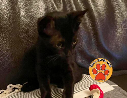 Il gattino trovato all’ospedale de Lellis è stato adottato