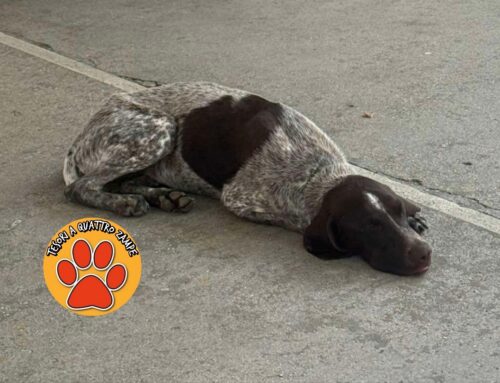 Cane segnalato allo Chalet Altobelli, smarrito? Chi lo riconosce?