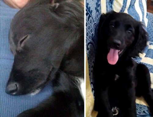 Che dolce tesoro! Si trova a Rieti e cerca adozione